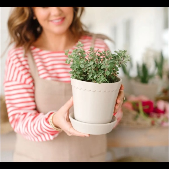 Jilly ❤️ Box Plant 🪴 Items - Picture 2 of 4